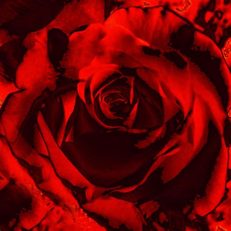 29 results for tom ford seductive rose. Seductive Red Rose Photograph by Maggie Vlazny