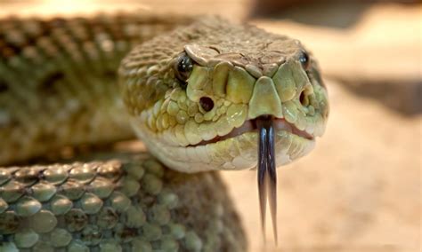 They were previously known as bucks vipers. Untangling Vipers and Draining Venom | Dominicana