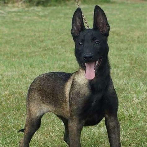 Find 238 german shepherds for sale on freeads pets uk. Belgian Malinois | Malinois dog, Belgian malinois dog