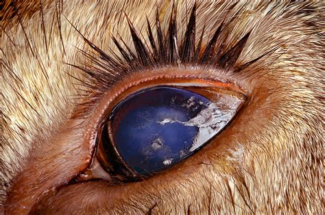 We did not find results for: Photo Insight with Jim Brandenburg - Dead Deer's Eye ...