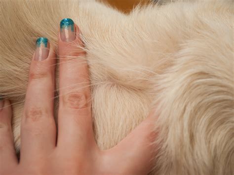 Of work picking up all the hair. How to Reduce Excessive Shedding in Dogs: 8 Steps (with ...