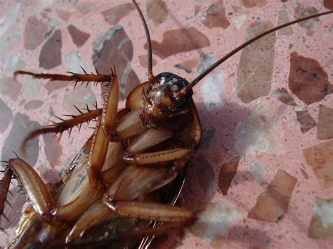 Home pest control in wichita, ks. Wichita Roach Control | Roach Extermination KS