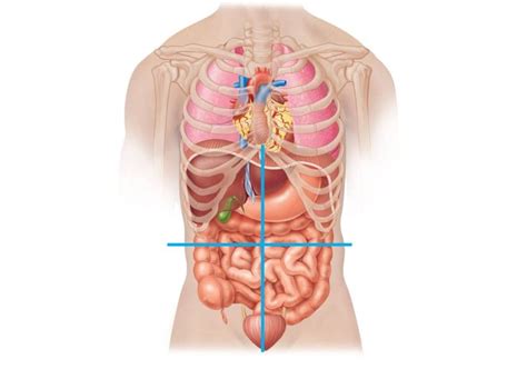 Anatomy of human skin layers. abdominal quadrants | Human anatomy, Pelvis anatomy, Human ...