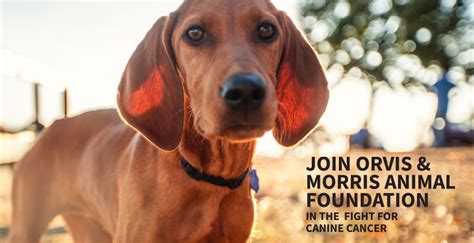 Cathy alinovi of hoofstock veterinary services answers the most commonly asked questions a friend of mine had a dog that had cancer many years ago, when i lived in new jersey. Learn - Orvis Cover Dog