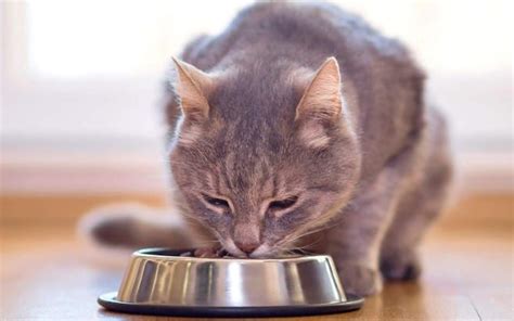 A Guide to The Best Cat Food for Hairballs and Vomiting