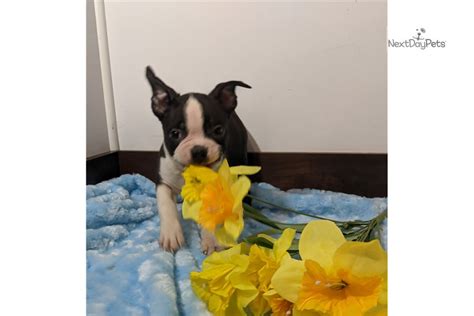 You've come to the right place. Snickers: Boston Terrier puppy for sale near Akron ...