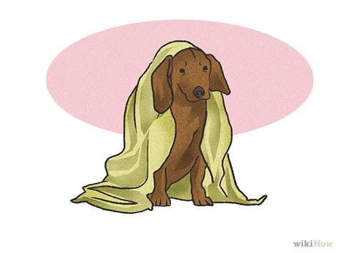 Longhaired dachshunds have soft and silky coats that need more care and upkeep than the other 2 varieties. How to Groom a Short Haired Dachshund | Dachshund, Short ...