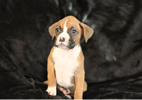 We have breeders from all over the world, international as well as national (us) and locally owned dog kennels. Boxer Puppies For Sale | Live Oak, FL #289403 | Petzlover