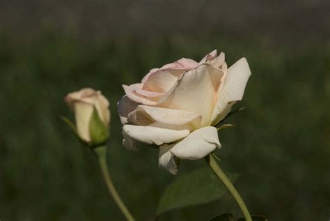 It is the official rose of the national breast cancer foundation. Hybrid Tea rose | Rosa Pink Promise™ Photo by Ivo M ...