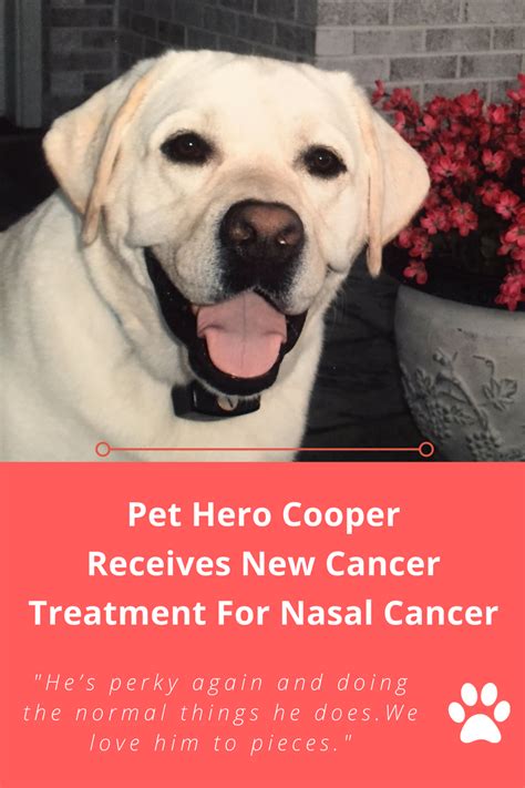 But there are natural remedies to help with effects like nausea , vomiting , or diarrhea. Pet Hero Cooper received a new advanced radiation therapy ...