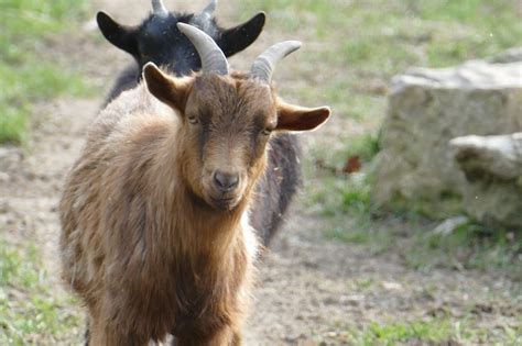 #cara mencegah dan mengobati sakit jantung dengan 5 gerakan sederhana. Ketahui 5 Cara Merawat Kambing Agar Tidak Mudah Sakit ...