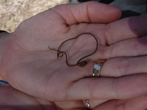 Horsehair worms are an entirely parasitic animal phylum. Gordian Worm | This is a "Gordian worm" (phylum ...