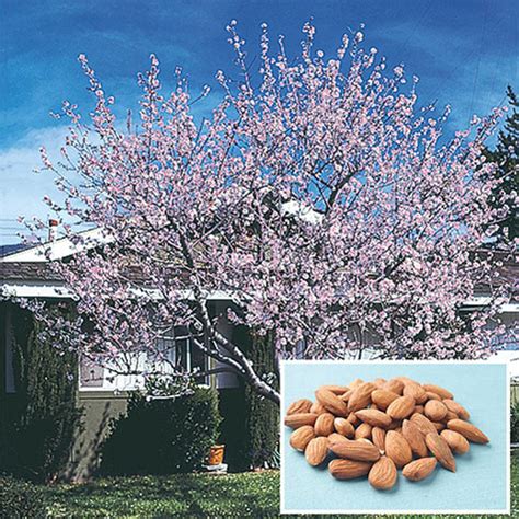 Find photos of flowering almond trees. Hall's Hardy Almond Tree (1 tree) - Gurneys Seed & Nursery