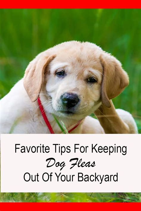 Things like open garbage cans and pet food left out on porches make convenient meals for the pests. How to Get Rid of Fleas in Your Backyard for a Heathier ...