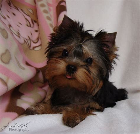 Pets dogs and puppies yorkie puppy animal lover cute puppies cute dogs puppies i love dogs poodle puppy. Craigslist San Diego Pets For Sale