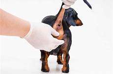 anal glands dachshund dog stock sacs location paranal veterinarian cleaning