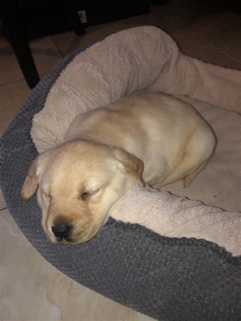 Visit our website today to find your next best friend! Labrador Retriever Puppies For Sale | Las Vegas, NV #319882