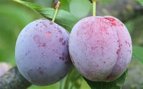 Des chercheurs italiens ont démontré qu'avoir de gros testicules peut être mauvais pour notre santé, selon une étude réalisée sur près de 1 400 hommes ! Avoir de gros testicules est peut-être un mauvais signe ...