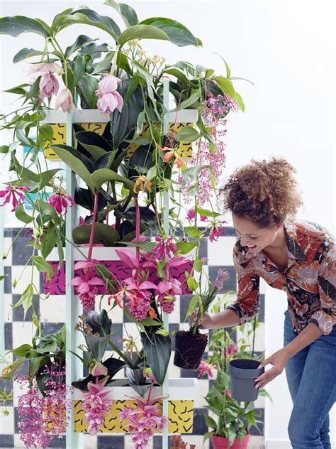 The first group form a smaller plant that doesn't crawl along the ground. DIY tip: a rack full of tropical beauties | Plant design ...