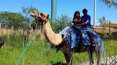 Crude and bumpy, the way good old rides used to be. Camel ride with Matt & Dad at Columbus zoo 2015 - YouTube