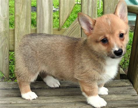 It's easy to see why queen elizabeth ii has spent so much of her life accompanied by adorable corgis: Pembroke Welsh Corgi Puppies For Sale | Thorp, WI #299453