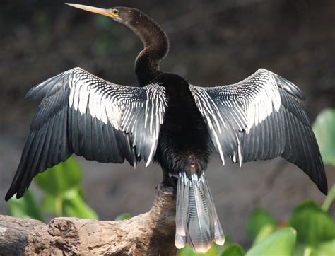 Anhinga species are found worldwide in warm shallow waters. Fil:Anhinga anhinga -Mato Grosso do Sul, Brazil-8.jpg ...