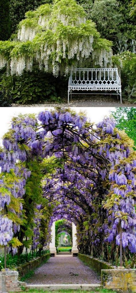 Prune regularly to keep its growth under control. 20+ Favorite Flowering Vines and Climbing Plants - A Piece ...