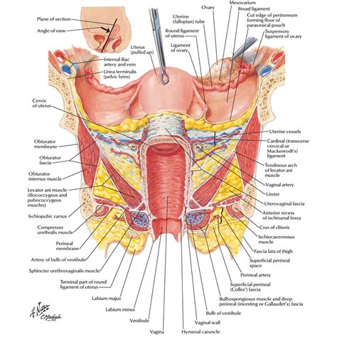 Internal organs of the human body. Female Anatomy: The Functions of the Female Organs - HERS ...