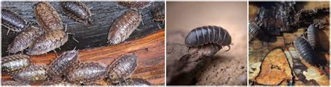 Since 1976, three generations of our family have joined in. Fast & Affordable Woodlice Control | Warrington & Gtr ...