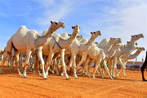 Tilting aerial footage of camel race competition with trainers coaching the animals from suvs and jeeps, in saudi arabia. قصائد في الابل , كلمات مدح للجمال صور جميلة