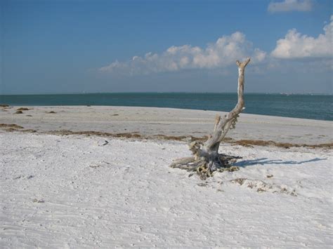 Maybe you would like to learn more about one of these? Beach Walk of a Lifetime at Honeymoon Island State Park