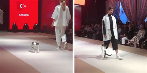 Attention-Seeking Cat Invades Fashion Show In Turkey - The Dodo