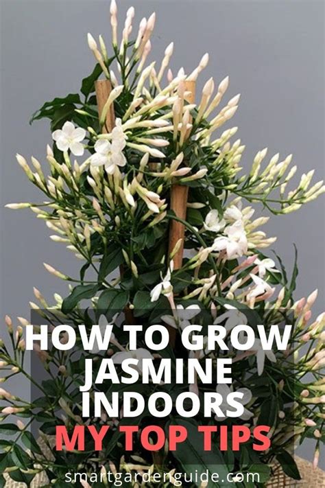 Check spelling or type a new query. How to grow jasmine indoors. Read my complete guide to ...