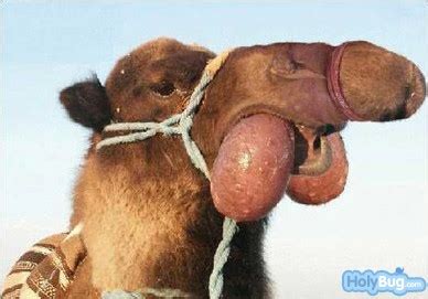 Looking to download safe free latest software now. Funny Pics: Funny Camel Pics