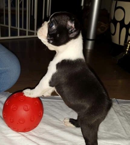 Find boston terrier puppies and breeders in your area and helpful boston terrier information. Boston Terrier puppy dog for sale in Boston, Massachusetts