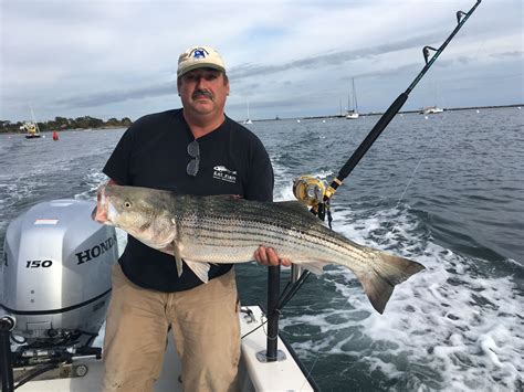Maybe you would like to learn more about one of these? Captain Andy shows the best striped bass of this trip ...