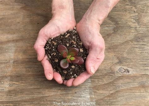 When they rot, they create co2. How to Water Succulents - Your Plants Will Tell You! | The ...