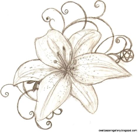 The lily is a flower with deep symbolic meaning. Tiger Lily Drawing at GetDrawings | Free download