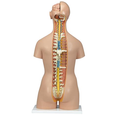 All anatomy charts are available in 19.7 x 26.6 in (50 x 67 cm). 3B Classic Unisex Torso w/Opened Neck & Back - Torsos ...