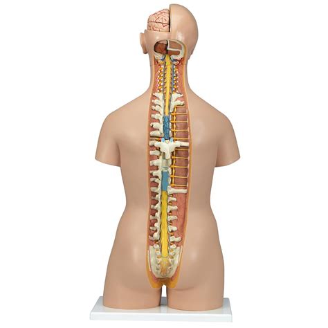 A wide variety of torso anatomy options are available to you, such as subject. 3B Classic Unisex Torso w/Opened Neck & Back - Torsos ...