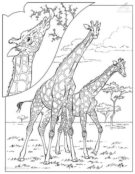 Mit der trinkende giraffe malvorlage aus der kategorie tiere können sie nichts falsch machen! Ausmalbild Giraffe