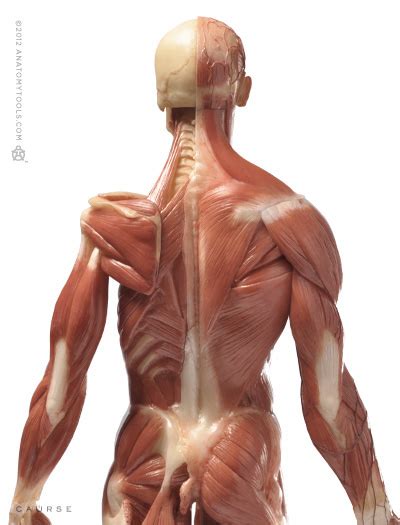 See more ideas about anatomy for artists, anatomy art, human figure. Anatomy Overlay Chart - Pin On Anatomy Skeleton / Explore ...