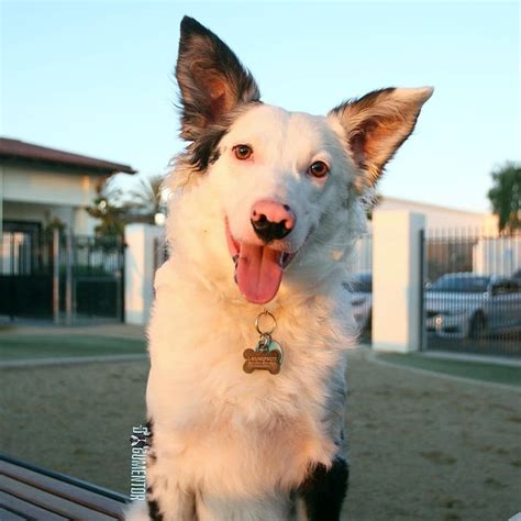 The dachshund corgi mix, also known as a dorgi, is an endearing looking mix breed. Haru, Border Aussie Mix (10 m/o), Otay Ranch Dog Park "We ...