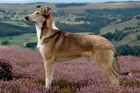Smooth Collie [Ultimate Guide: Personality, Health, Trainability]