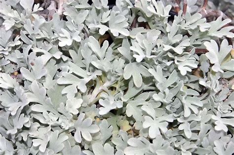 I grew this beautiful variety silver brocade after doing alittle searching on line last year. Artemisia stelleriana 'Silver Brocade'