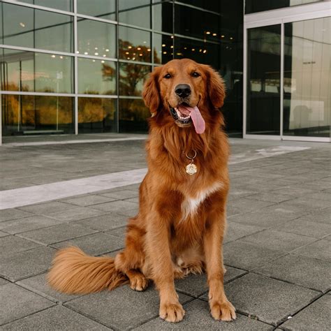 Red golden retriever puppies benefit from pedigree, just like the cream golden retrievers, as long as their parents are registered with the american while discovering the home or garden, a red golden retriever pup will have the tendency to chew on everything. Pin on Golden Retriever | #goldenretriever