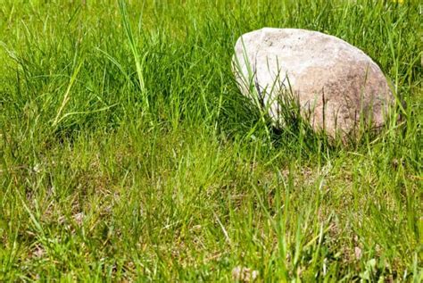 Measure length and width of the area to be graveled and determine the desired thickness of the gravel layer. How to Remove Rocks From Your Yard | Homely Ville