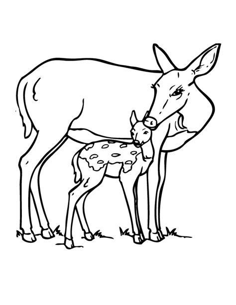 Feel free to make a coloring book with all your favorites. Free Coloring Pages: Baby Deer Coloring Pages, printable ...