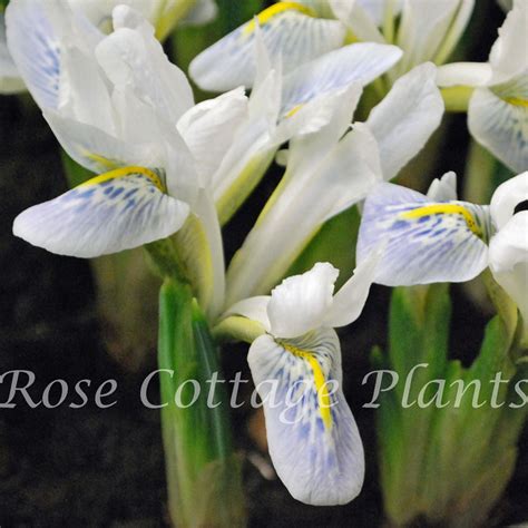 Prune to remove dead or broken branches. Iris 'Polar Ice' - Rose Cottage Plants