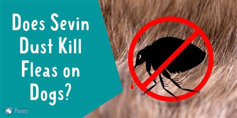 By paying close attention to how a bee behaves and how they operate on a does sevin granules kill ants? Sevin Dust on Dogs: Safe Flea Killer or Dangerous Chemical?